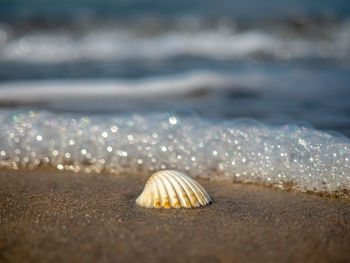 Close-up of seashell on beach