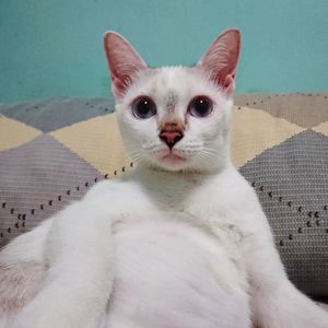 Close-up portrait of white cat