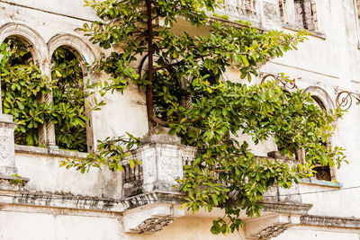 Low angle view of potted plants against building