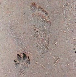 Footprints on sandy beach