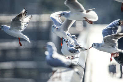 Seagulls flying