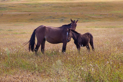 Horses in a field