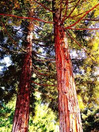 Low angle view of trees in forest