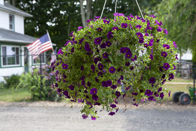 Pink flowering plants against building