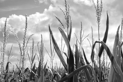 Close-up of stalks in field against sky