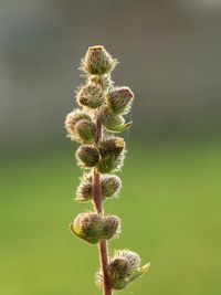 Close-up of plant