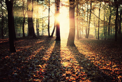 Fallen autumn leaves on footpath in park