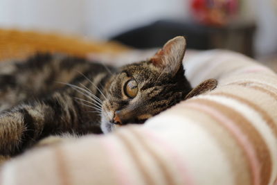 Close-up of cat resting at home