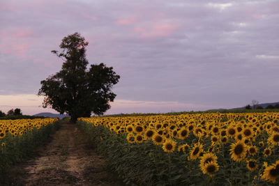 Field of flowering sunflowers