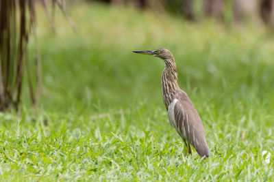 Close-up of bird on grassy field