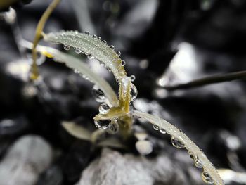 Close-up of insect on plant