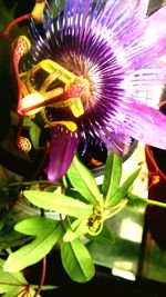 Close-up of purple flowers blooming outdoors