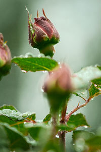 Close-up of flower buds