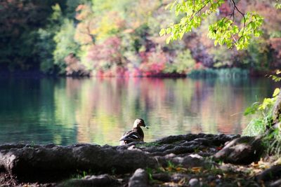 Bird sitting on a lake