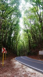 Empty road along trees