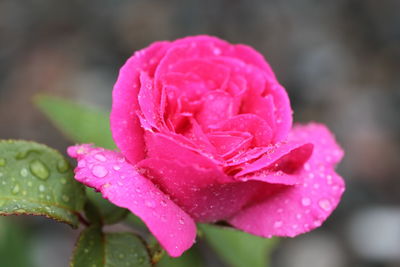 Close-up of water drops on pink rose