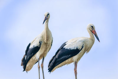 Low angle view of birds perching on the sky