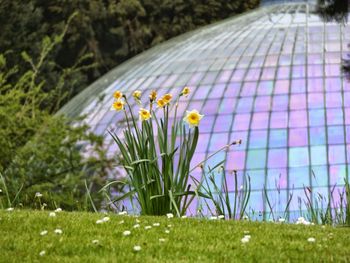 Daffodils blooming at royal greenhouses of laeken