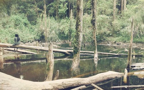 Reflection of trees in lake