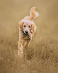 Portrait of dog running on field