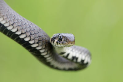 Close-up of snake