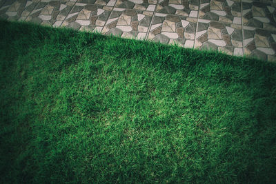 Grass growing on field