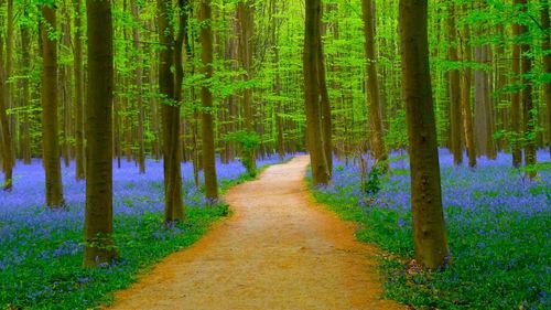 Panoramic view of pine trees in forest