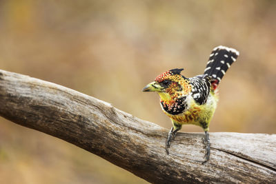 Close-up of a bird perching on wood