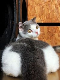 Close-up of cat looking at camera