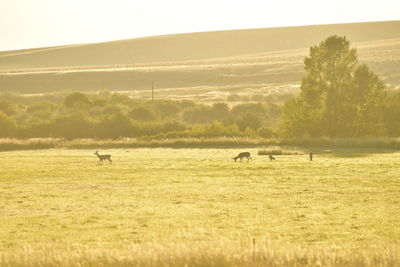 View of sheep grazing in field