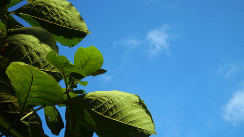 Low angle view of green leaves against sky