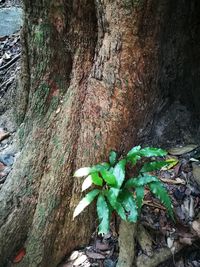 Close-up of plant growing on tree trunk