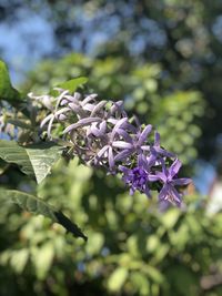 Close-up of purple flowering plant