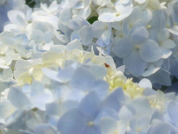 Full frame shot of white flowering plant