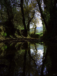 Reflection of trees in lake