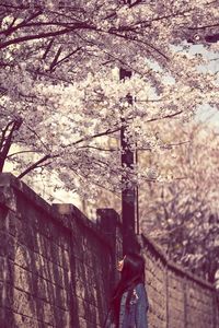 Low angle view of bare tree