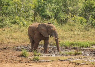 Elephant in a forest