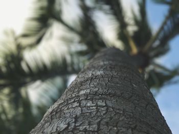 Close-up of tree trunk against sky