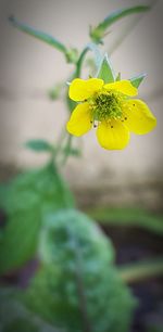 Close-up of yellow flower