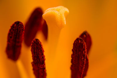 Close-up of orange flowering plant