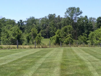 Scenic view of trees on field against sky