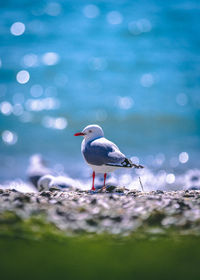 Seagull perching on a beach