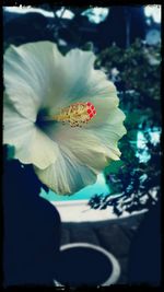 Close-up of flower blooming outdoors