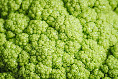 Full frame shot of green background