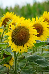 sunflower