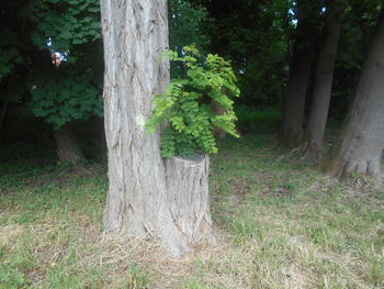 plant