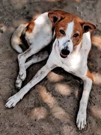 High angle view of dog resting on floor