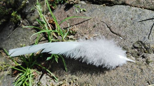 High angle view of bird