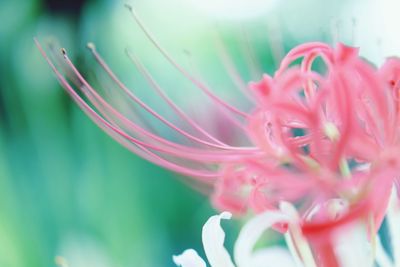 Close-up of honey bee on flower