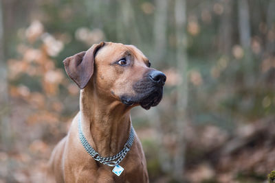 Close-up of dog looking away in forest